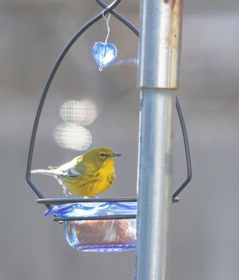 backyard_2023