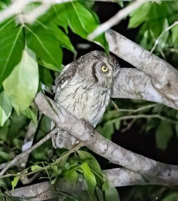 Tropical Screech Owl