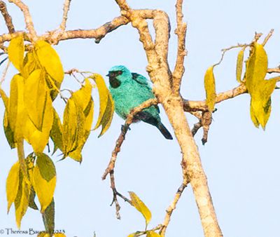 Blue Dacnis