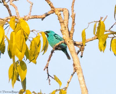 Blue Dacnis