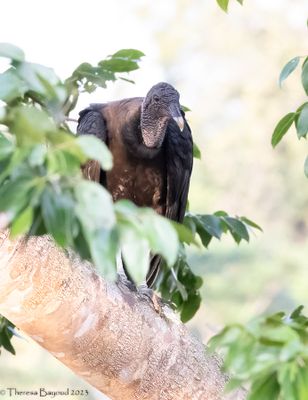 Black Vulture