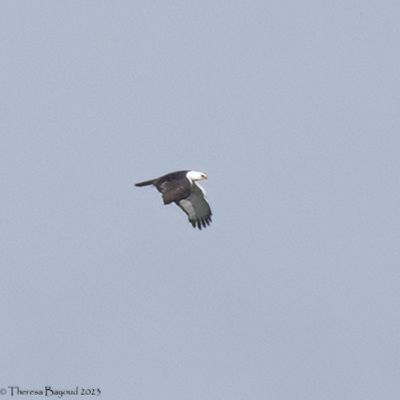Black-and-White Hawk Eagle