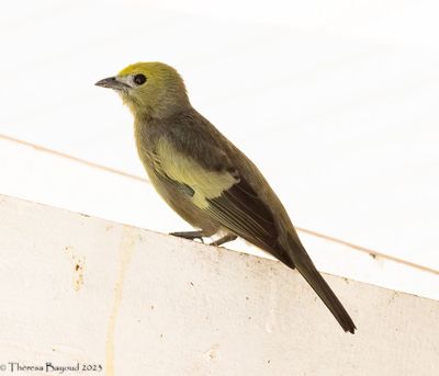 Palm Tanager