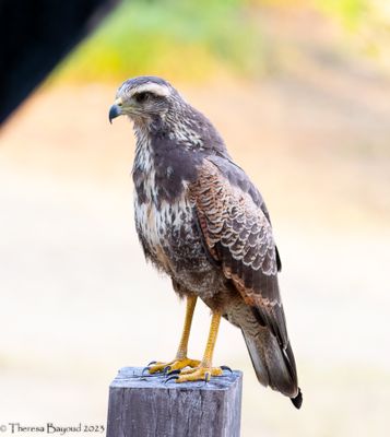 Savannah Hawk