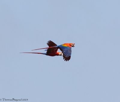 Scarlet Macaw