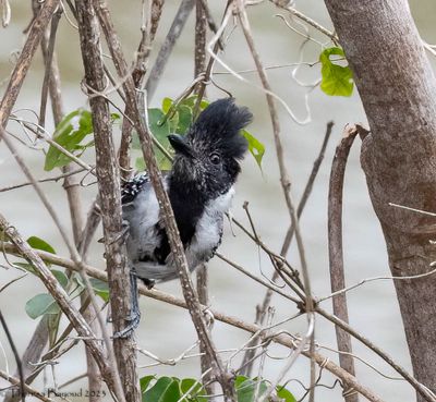 Black-crested Antshrike 9-11-23