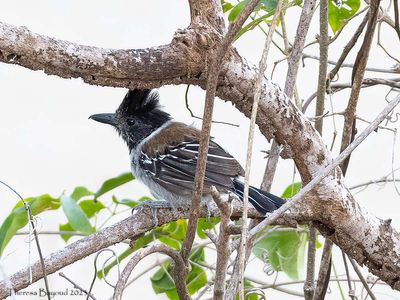 Black-crested Antshrike 9-11-23