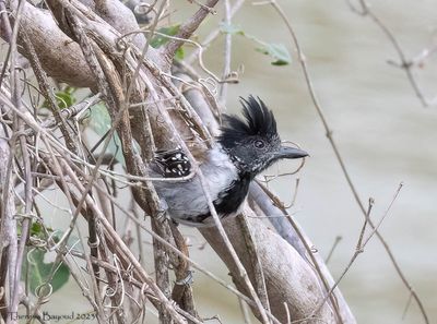 Black-crested Antshrike 9-11-23