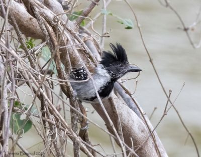 Black-crested Antshrike 9-11-23