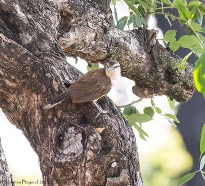 Bicolored Wren 9-11-23