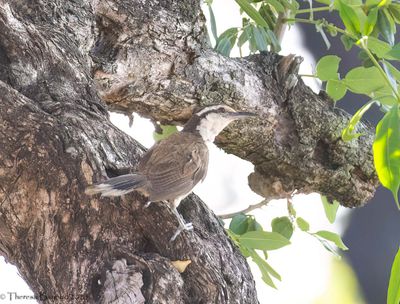 Bicolored Wren  9-11-23