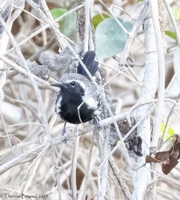 White-fringed Antwren 9-11-23