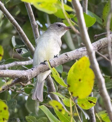 bird4 9-11-23.jpg