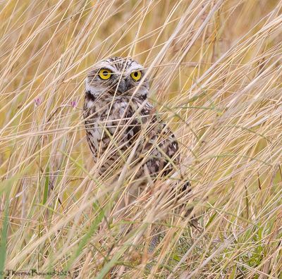 Burrowing Owl 9-11-23