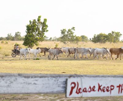 cows 9-11-23