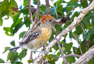 Black-crested Antshrike 9-11-23