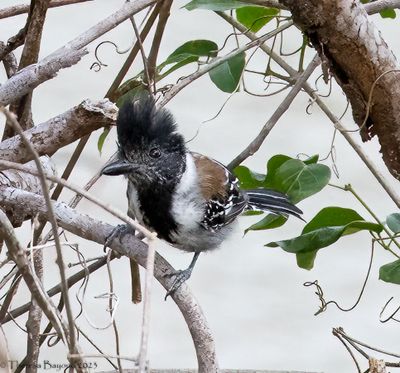 Black-crested Antshrike 9-11-23
