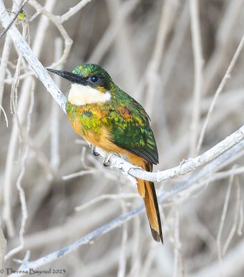 jacamar 9-11-23.jpg