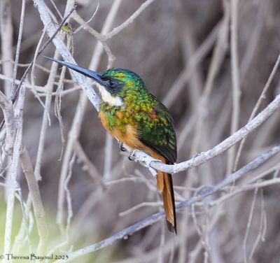 jacamar2 9-11-23.jpg