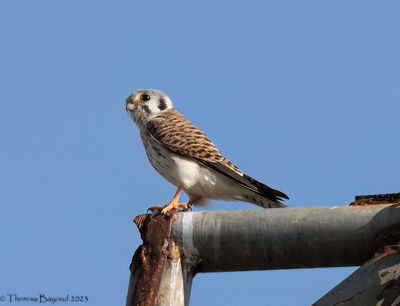 kestrel 9-11-23.jpg