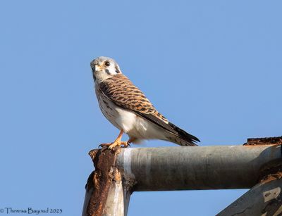 kestrel2 9-11-23.jpg