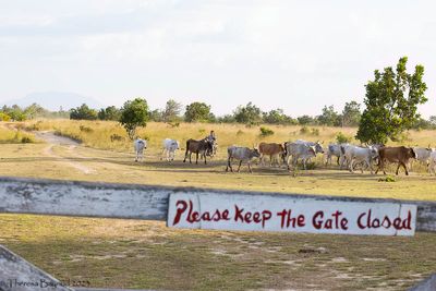 manari cows 9-11-23.jpg
