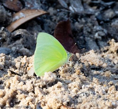 sulphur2 9-11-23.jpg
