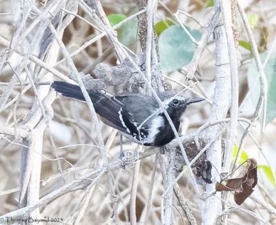 White-fringed Antwren 9-11-23