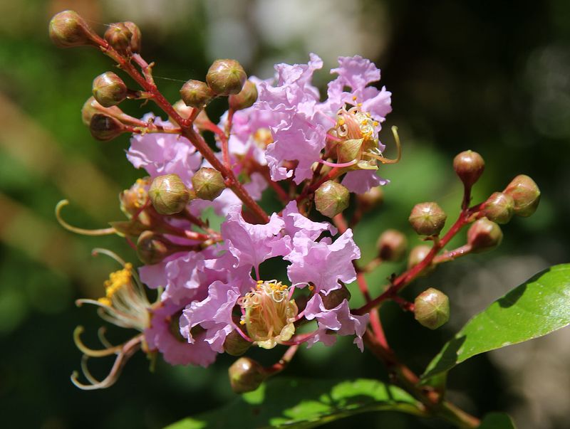 Kiryat-Motskin_11-6-2023 (40).JPG