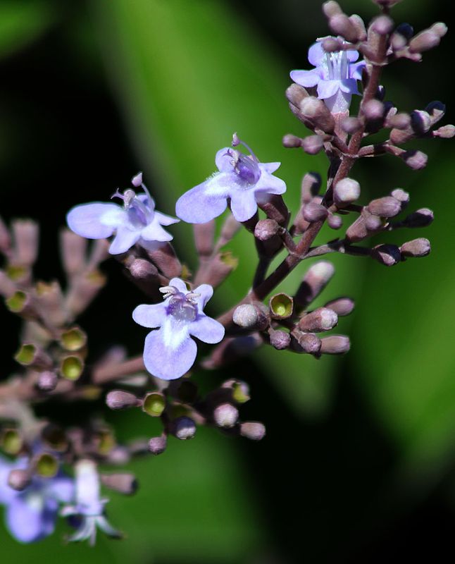 Nahariya_21-7-2023 (28).JPG