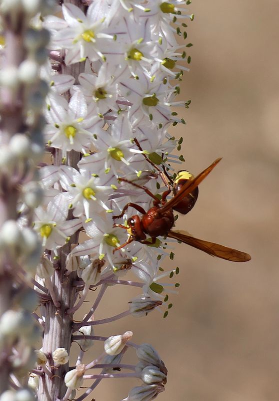 Ein-Afrk_28-9-2023 (29).JPG