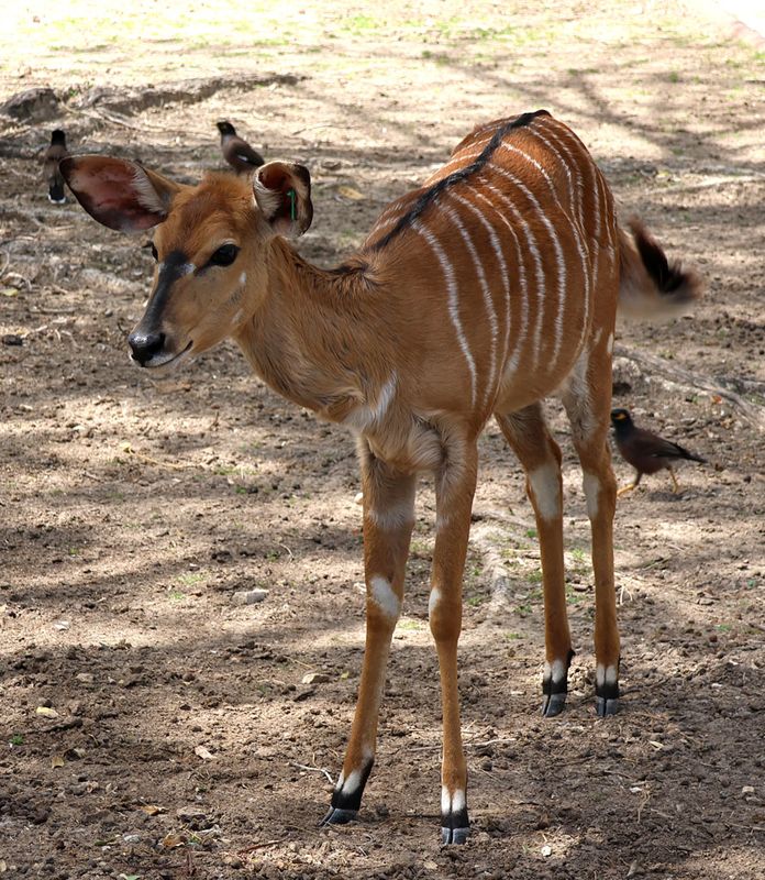 Kiryat-Motskin-Zoo_28-3-2024 (20).JPG