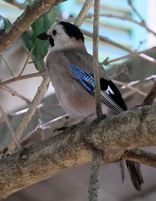 Bet-Lehem-Haglilit_1-6-2024 (6).JPG