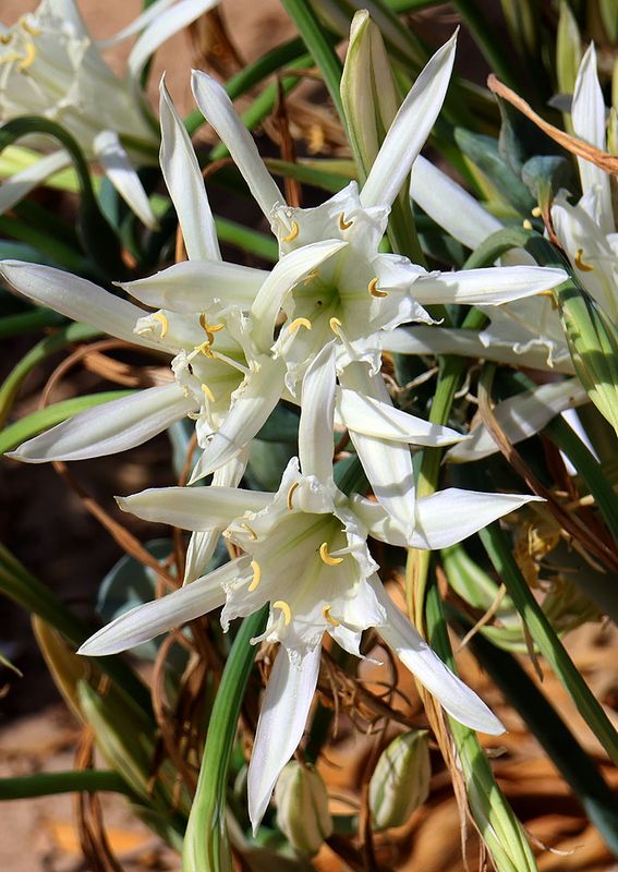 Caesarea_2-10-2024 (6).JPG