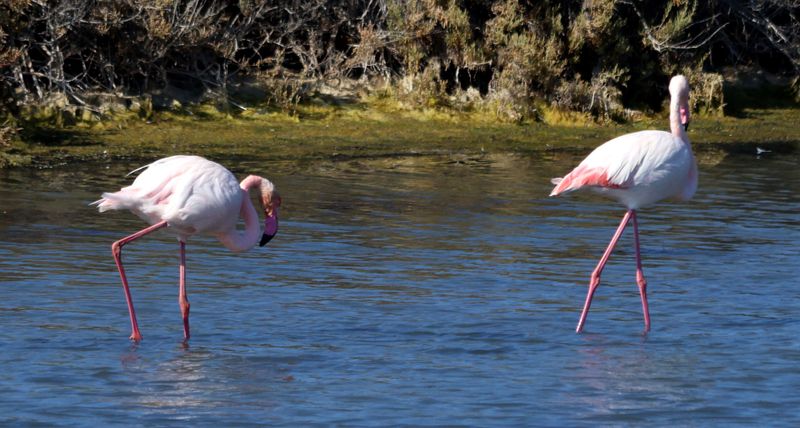 Atlit-Salt-Pools_13-11-2024 (13).JPG