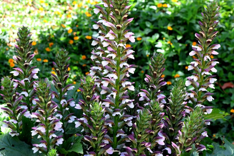 Nahariya_7-5-2024 (49).JPG