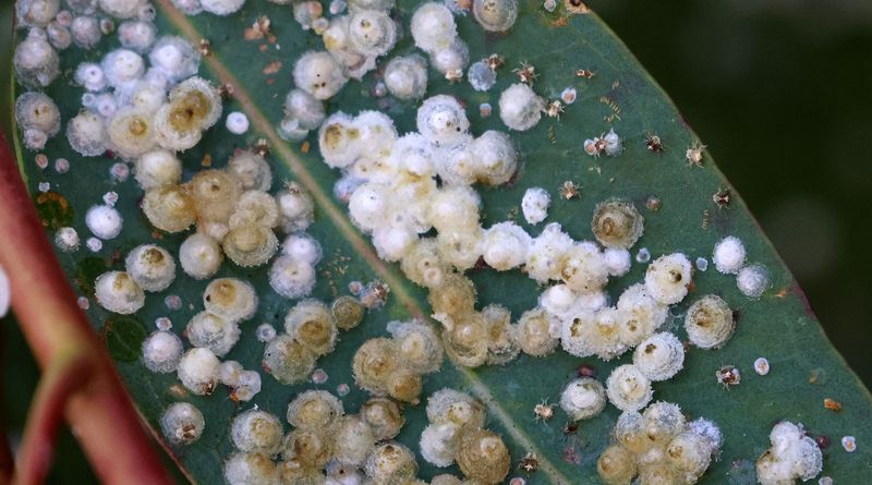 Kiryat-Bialik_8-5-2024 (32).JPG