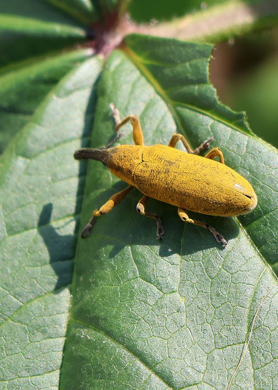 Karkur_1-2-2025 (2).JPG