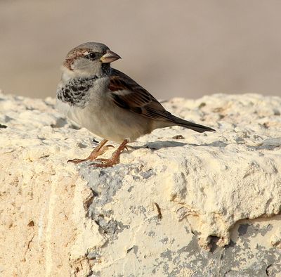 Nahariya_6-11-2022 (17).JPG