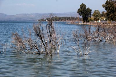 Ein-Gev_10-3-2023 (12).JPG