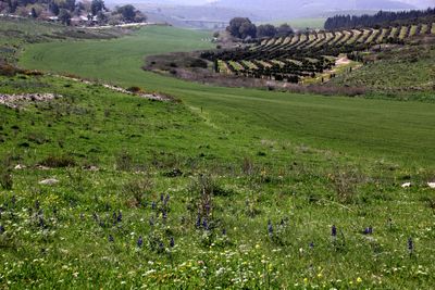 Ramot-Menashe_4-3-2023 (17).JPG