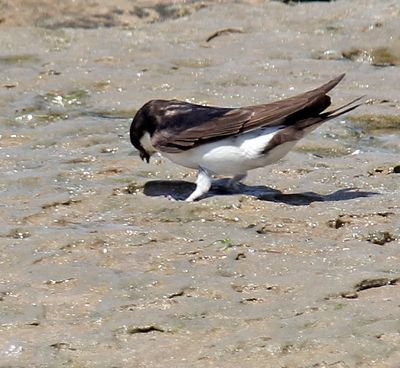 Nahariya_2-6-2022 (24).JPG