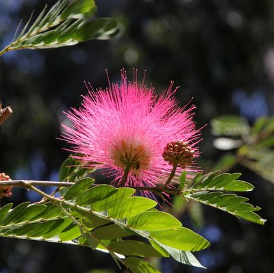 Nahariya-Botanical-Garden_31-5-2023 (2).JPG