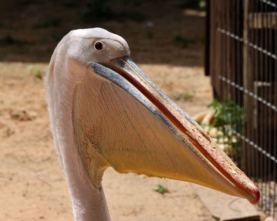 Kiryat-Motskin-Zoo_28-3-2024 (38).JPG