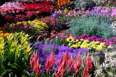 Tel-Aviv-Flowers-Show_24-4-2024 (31).JPG