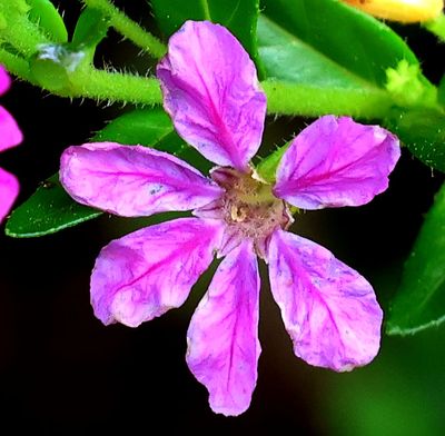 Home-Garden_1-5-2024 (35).JPG