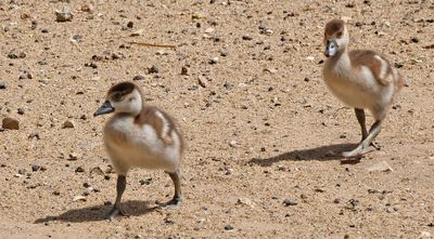 Kiryat-Motskin-Zoo_28-3-2024 (10).JPG