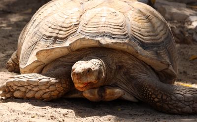 Kiryat-Motskin-Zoo_28-3-2024 (47).JPG