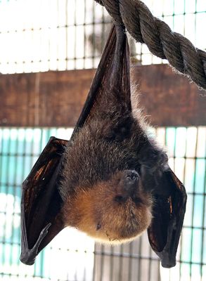 Kiryat-Motskin-Zoo_28-3-2024 (116).JPG