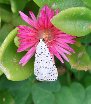 Home-Garden_1-5-2024 (10).JPG